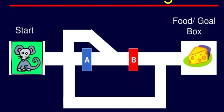 Learning Maze Game